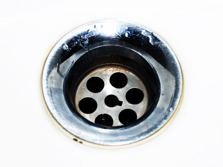 Drain Pests