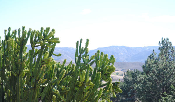 Escondido